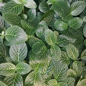 Meet your Posher, Sarrah